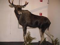 Elch in der Darlsland Glashytta