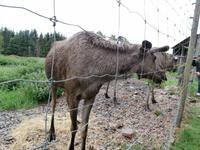 Grönäsens Älgpark