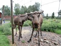 Grönäsens Älgpark