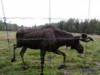 Grönäsens Älgpark