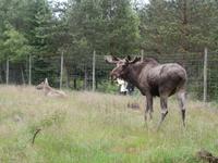 Grönäsens Älgpark