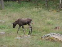 Grönäsens Älgpark