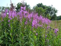Blutweiderich auf Bornholm &ndash; &copy; Peter Rudolph (Eberhardt TRAVEL)