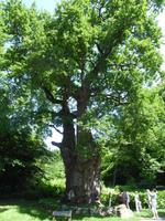 Bosjös 1000jähr. Eiche &ndash; &copy; Peter Rudolph (Eberhardt TRAVEL)