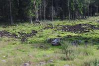 Elche in Gronäsen &ndash; &copy; Peter Rudolph (Eberhardt TRAVEL)