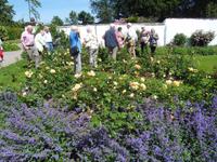 In Bosjö zwischen Rosen &ndash; &copy; Peter Rudolph (Eberhardt TRAVEL)