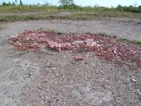 Stora Alvaret &ndash; &copy; Peter Rudolph (Eberhardt TRAVEL)