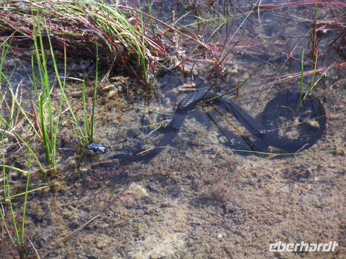 Ringelnatter auf Öland