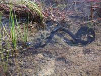 Ringelnatter auf Öland