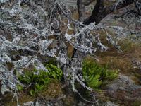 Flechten und Farne auf Aland