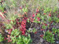 Preiselbeeren en masse