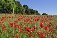 Mohn an der Alvastra Klosterruine