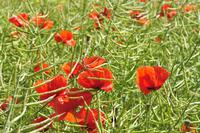 Mohn an der Alvastra Klosterruine