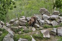 Der schwedische Braunbär