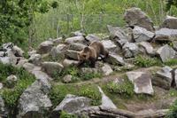 Der schwedische Braunbär