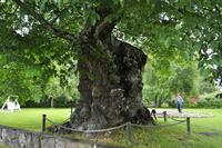 Astrid Lindgren's Limonandenbaum