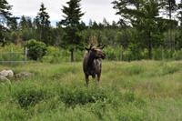 Elchpark Grönåsens - Kosta
