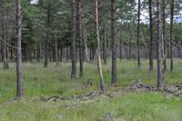 Elchpark Grönåsens - Kosta