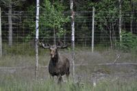 Elchpark Grönåsens - Kosta