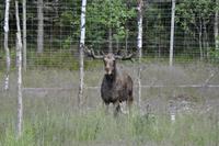 Elchpark Grönåsens - Kosta