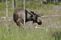 Elchpark Grönåsens - Kosta