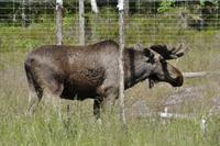 Elchpark Grönåsens - Kosta