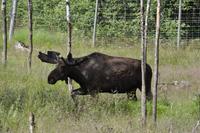 Elchpark Grönåsens - Kosta