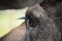 Elchpark Grönåsens - Kosta