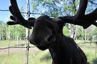 Elchpark Grönåsens - Kosta