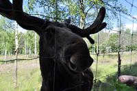 Elchpark Grönåsens - Kosta