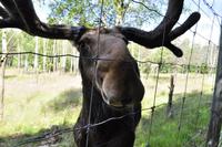 Elchpark Grönåsens - Kosta