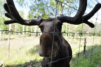 Elchpark Grönåsens - Kosta