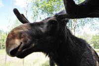 Elchpark Grönåsens - Kosta