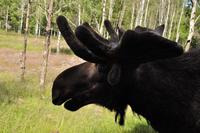 Elchpark Grönåsens - Kosta