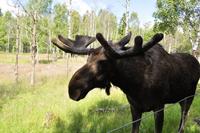 Elchpark Grönåsens - Kosta