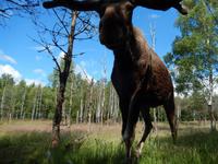 Elchpark Grönåsens - Kosta