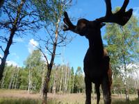 Elchpark Grönåsens - Kosta
