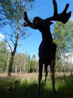 Elchpark Grönåsens - Kosta