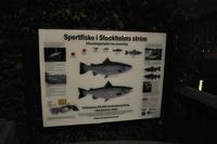 Sportfischerei mitten in Stockholm