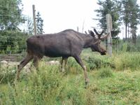 Grönäsens Älgpark