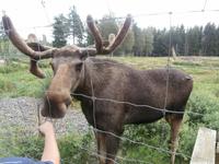 Grönäsens Älgpark