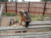 Grönäsens Älgpark