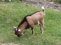 Grönäsens Älgpark