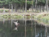 Grönäsens Älgpark-Elchbad