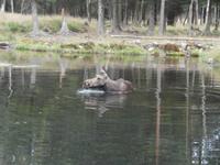 Grönäsens Älgpark-Elchbad