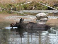 Grönäsens Älgpark-Elchbad