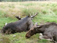 Grönäsens Älgpark