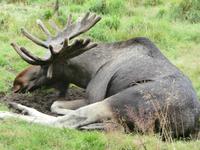 Grönäsens Älgpark