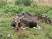 Grönäsens Älgpark