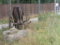 Grönäsens Älgpark